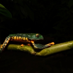Amazon Leaf Frog/ Rana de Hoja Amazonica