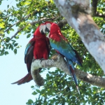 Red and Green Macaw / Guacamayo Aliverde